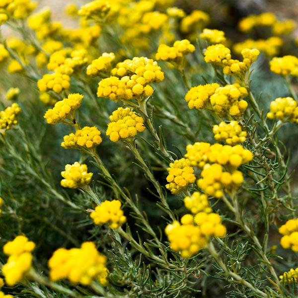 HELICHRYSUM STOECHAS