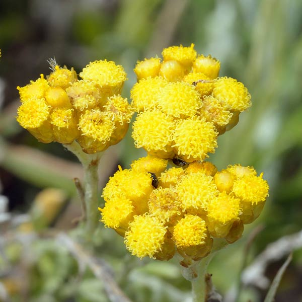 HELICHRYSUM STOECHAS