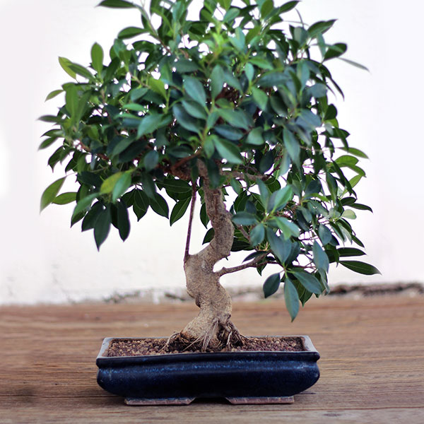 BONSÁI 10 AÑOS FICUS RETUSA