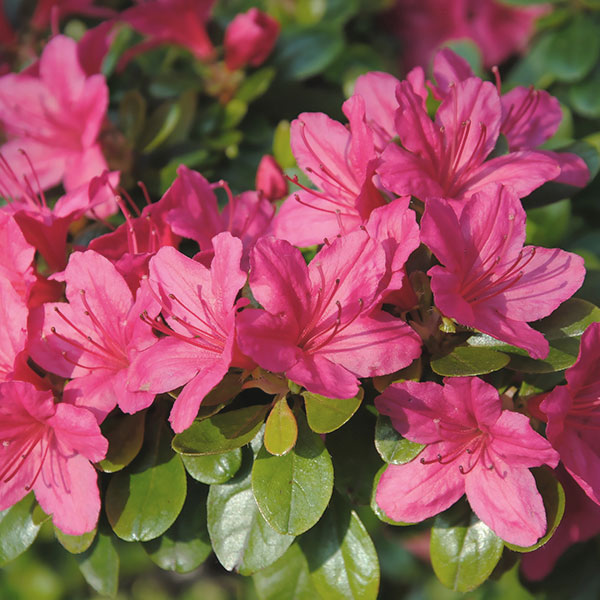 AZALEA JAPÓNICA