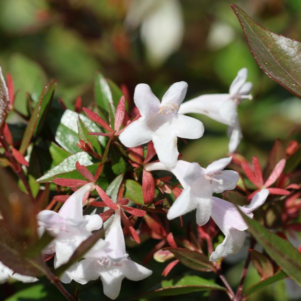 ABELIA VARIEGATA