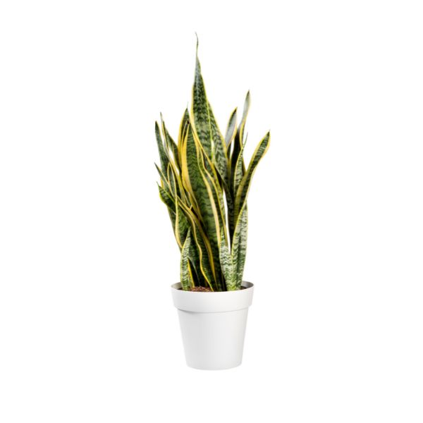 SANSEVIERIA ARTIFICIAL 80CM