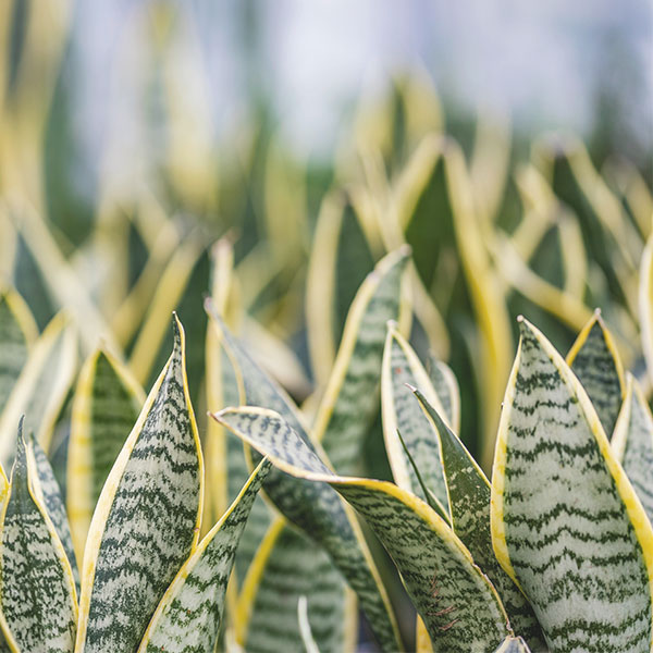 SANSEVIERIA LAURENTII