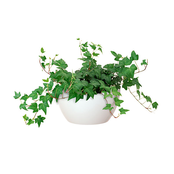 CUBREMACETAS BOWL SAN REMO 32CM BLANCO