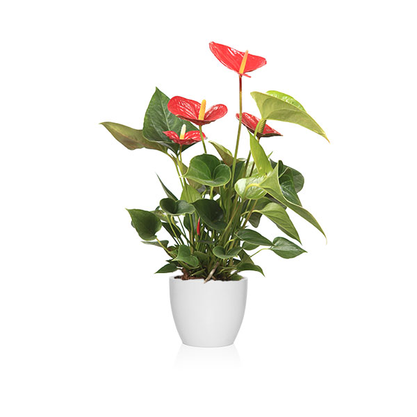 ANTHURIUM ROJO