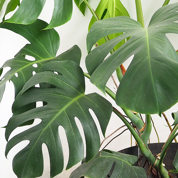 MONSTERA GRANDE