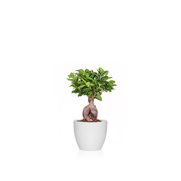 FICUS GINSENG GRANDE