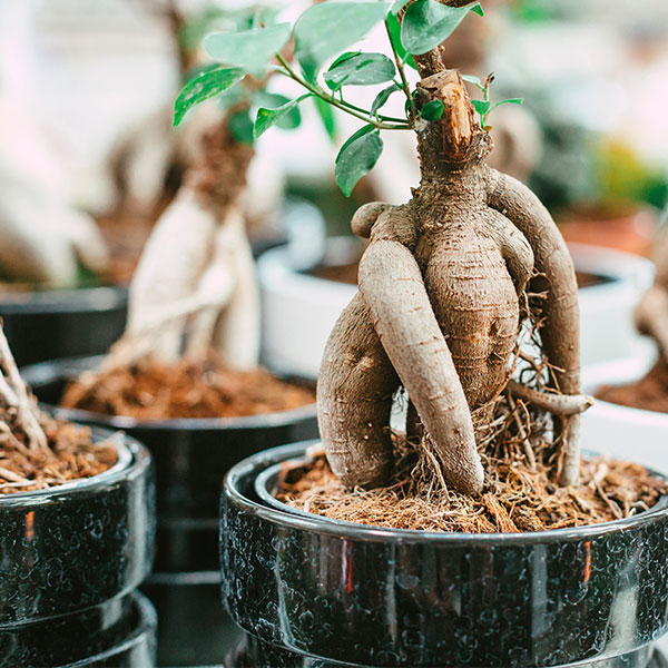 FICUS GINSENG GRANDE