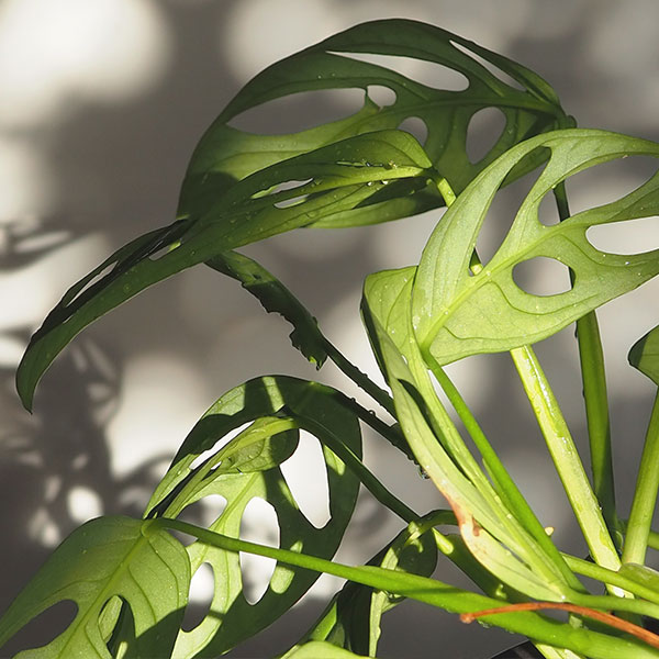 MONSTERA ADANSONII MEDIA