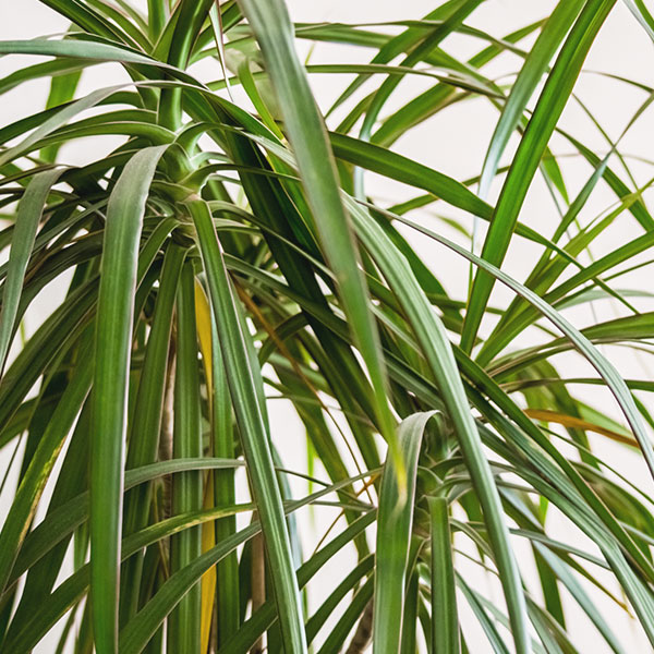 DRÁCENA MARGINATA GRANDE