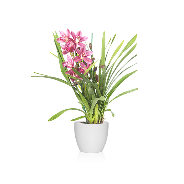 ORQUÍDEA CYMBIDIUM