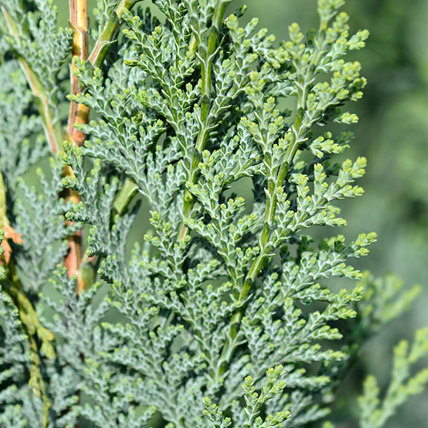 CHAMAECYPARIS LAWSONIANA ELLWOODII