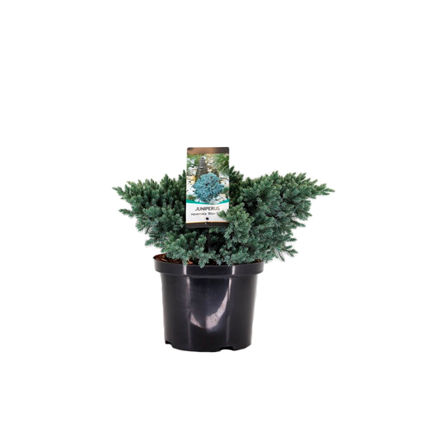 JUNIPERUS SQUAMATA BLUE STAR