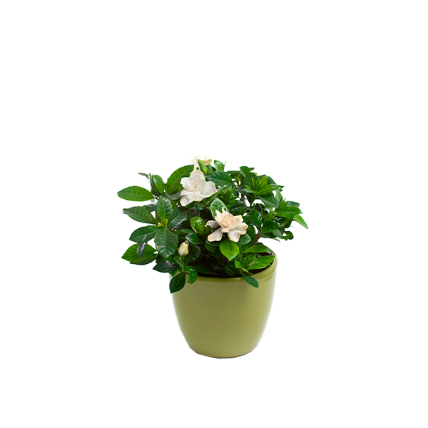 GARDENIA JASMINOIDES