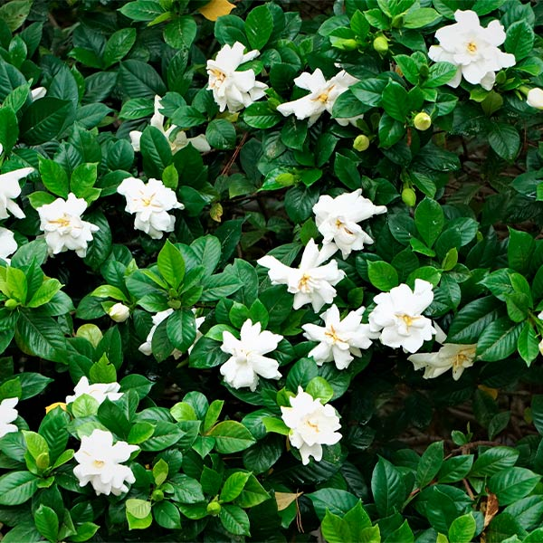 GARDENIA JASMINOIDES