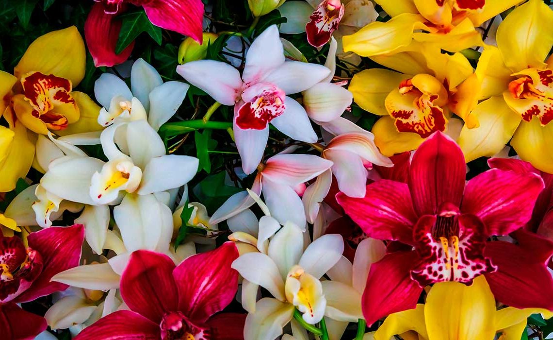 Flores de colores de Cymbidium orquídea