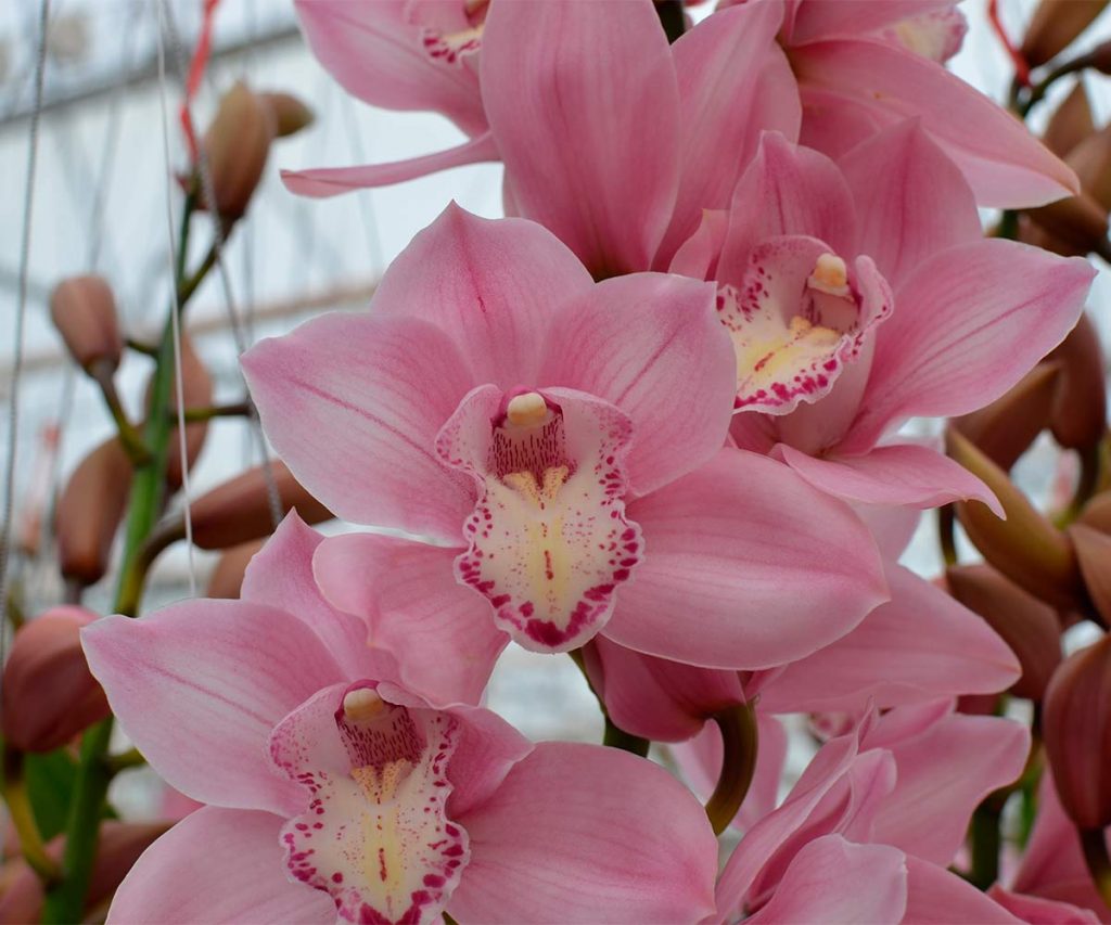 Orquídea Cymbidium Cuidados Características Y Consejos Blog De 