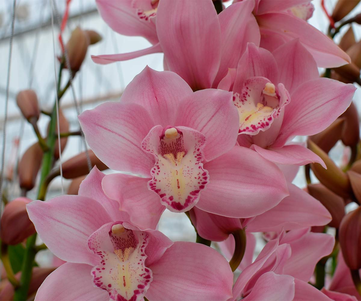 Flor de orquídea Cymbidium