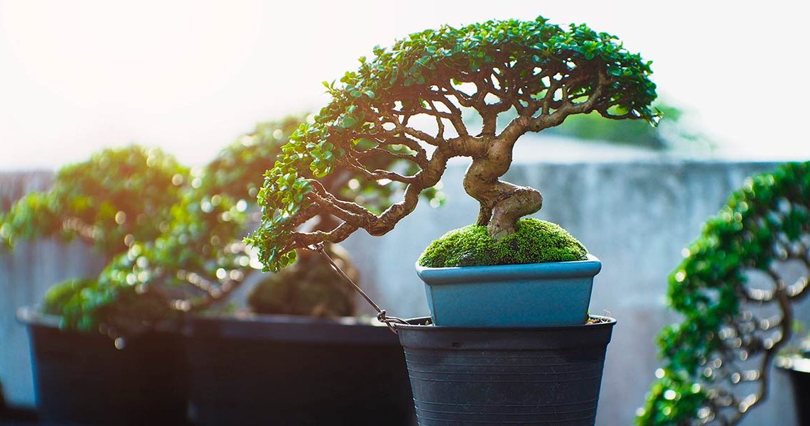 Guia de cuidados para bonsáis de Casaplanta
