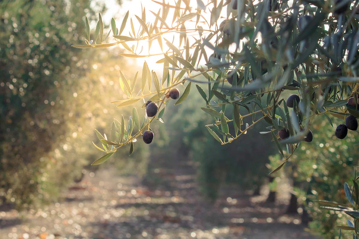 cuidados árbol olivo