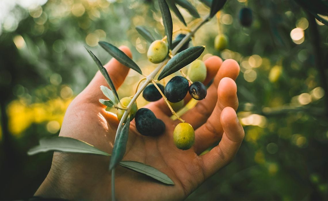 Cuidados del olivo, características y curiosidades