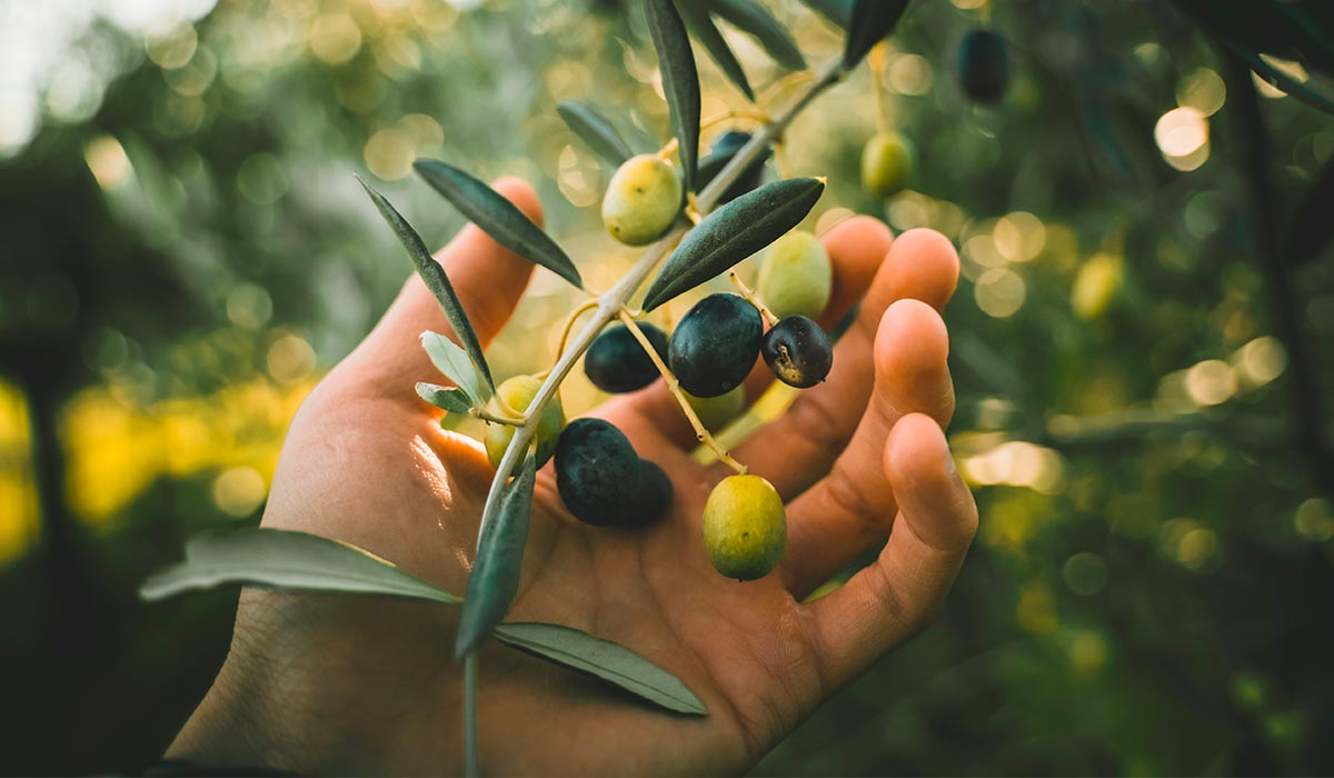 Cuidados del olivo, características y curiosidades.