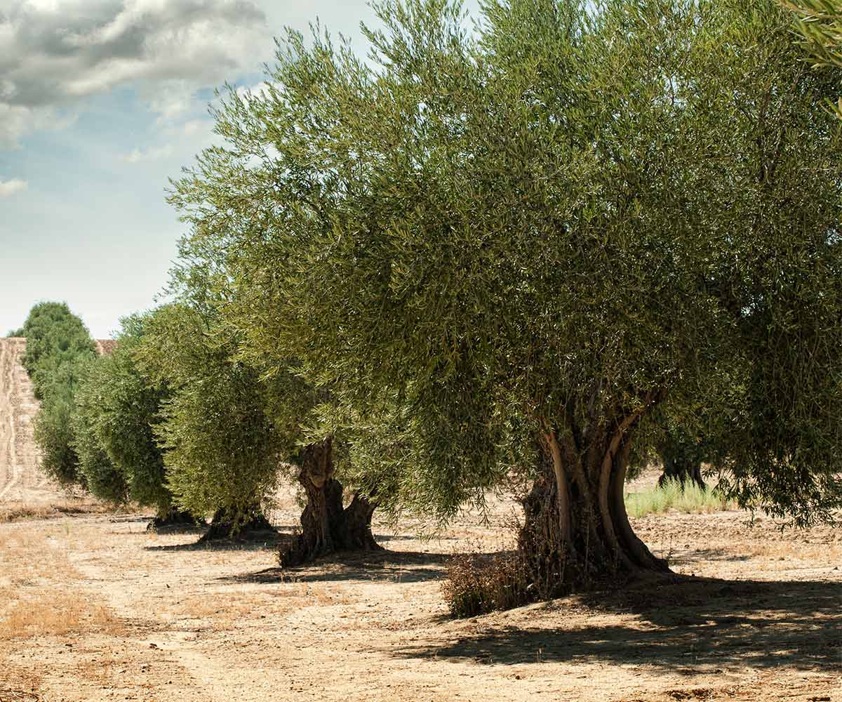 Cuidados, caracteristicas y curiosidades del olivo