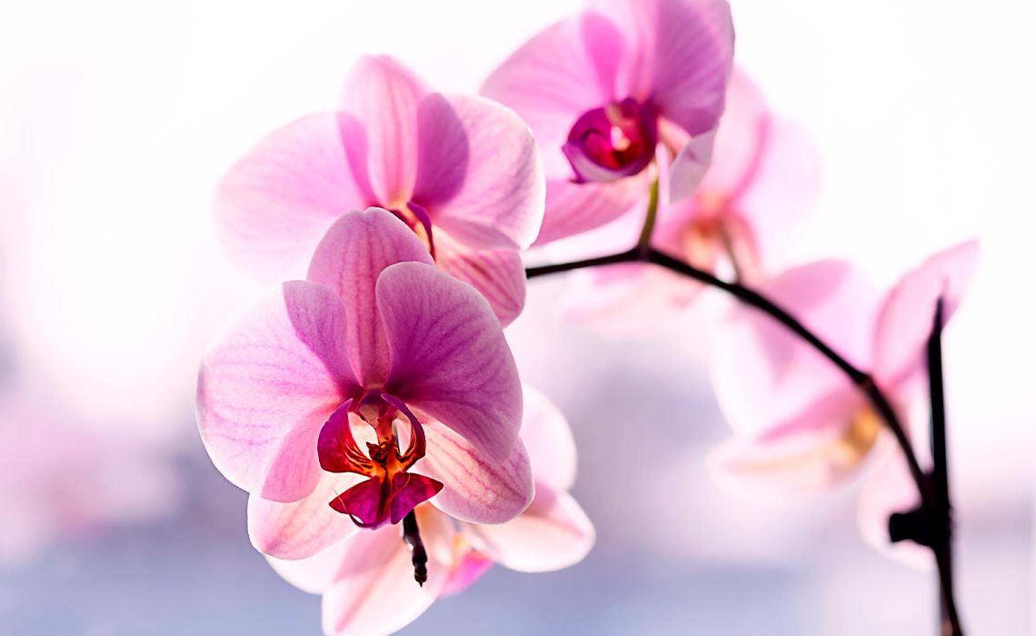Cuidados de la orquídea Phalaenopsis: consejos para mantener tu planta sana