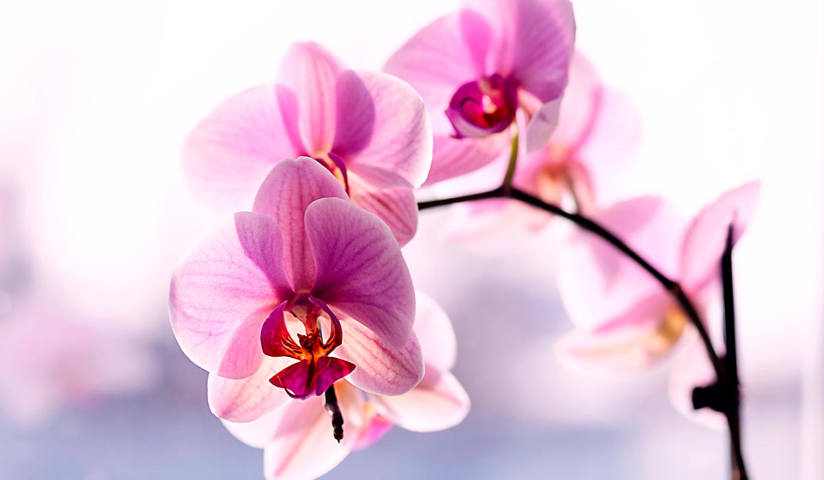 Cuidados de la orquídea Phalaenopsis: consejos para mantener tu planta sana