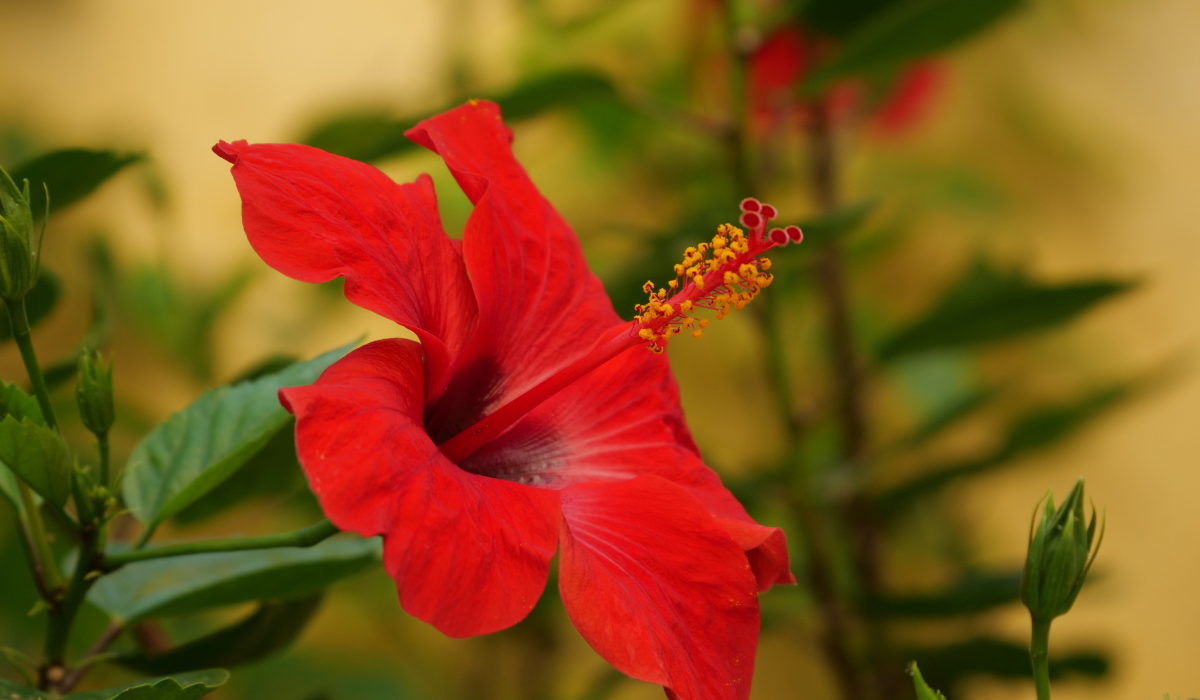 hibisco cuidados para evitar enfermedades