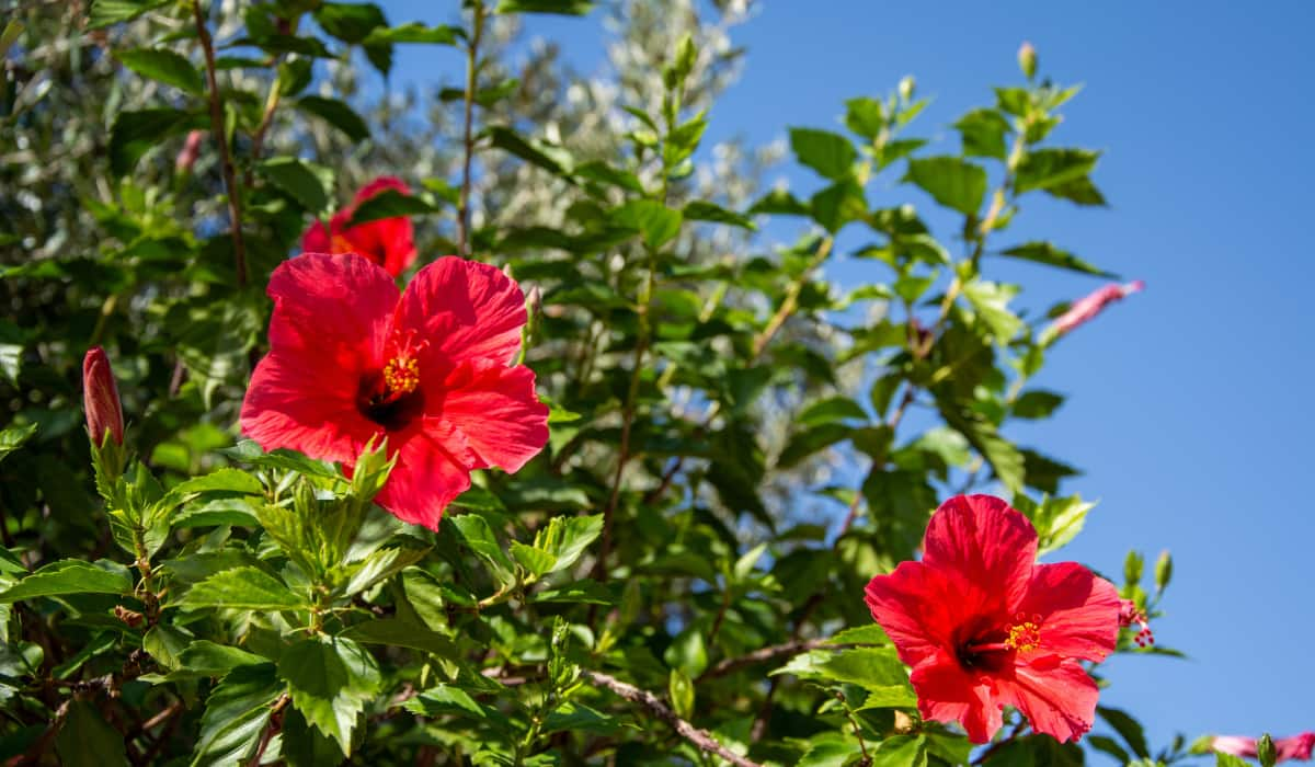 toma nota de los cuidados para la planta de hibisco