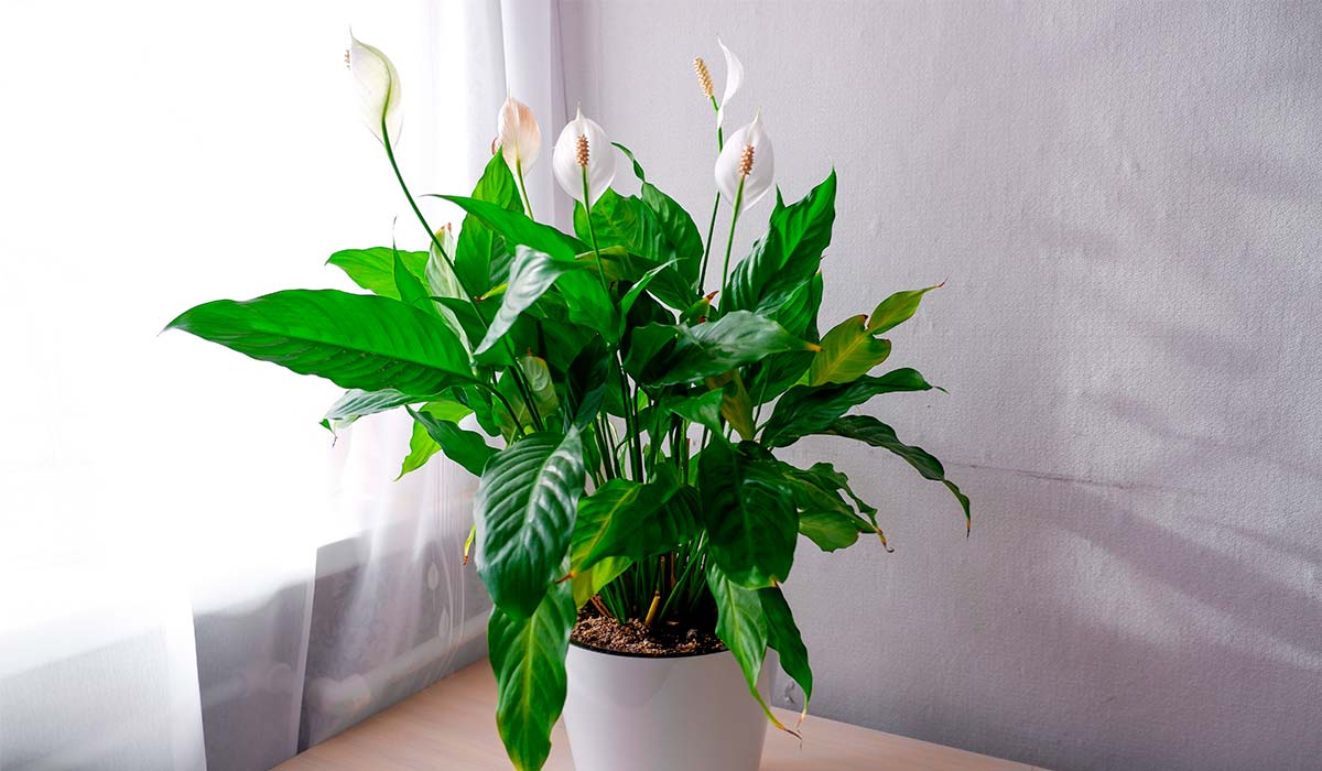 Ideas para decorar con macetas para plantas de interior - Pur Plant