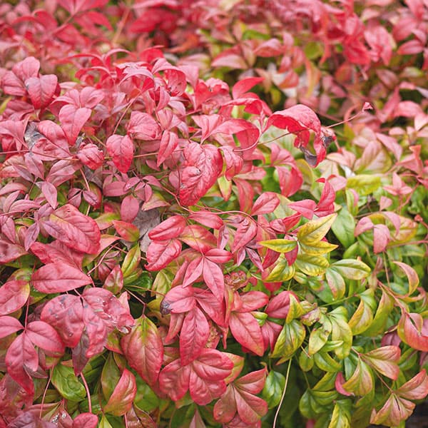 nandina, la planta que resiste la frio