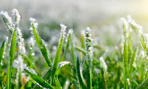 plantas para frio