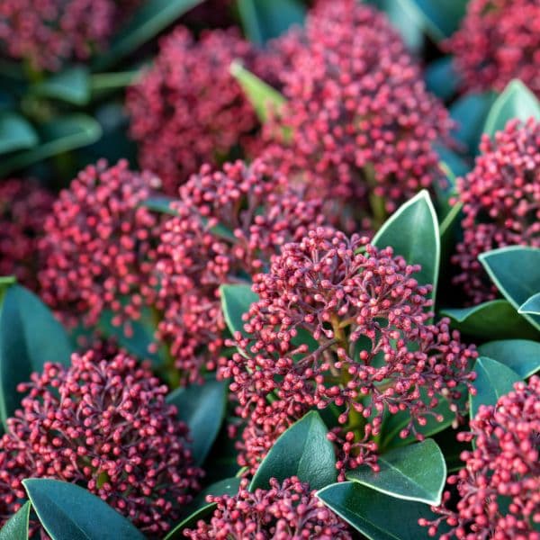 skimmia una de las plantas que resiste el frio