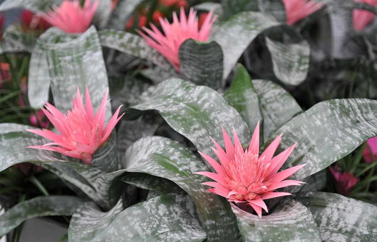 Aechmea Fasciata Día de San Valentin