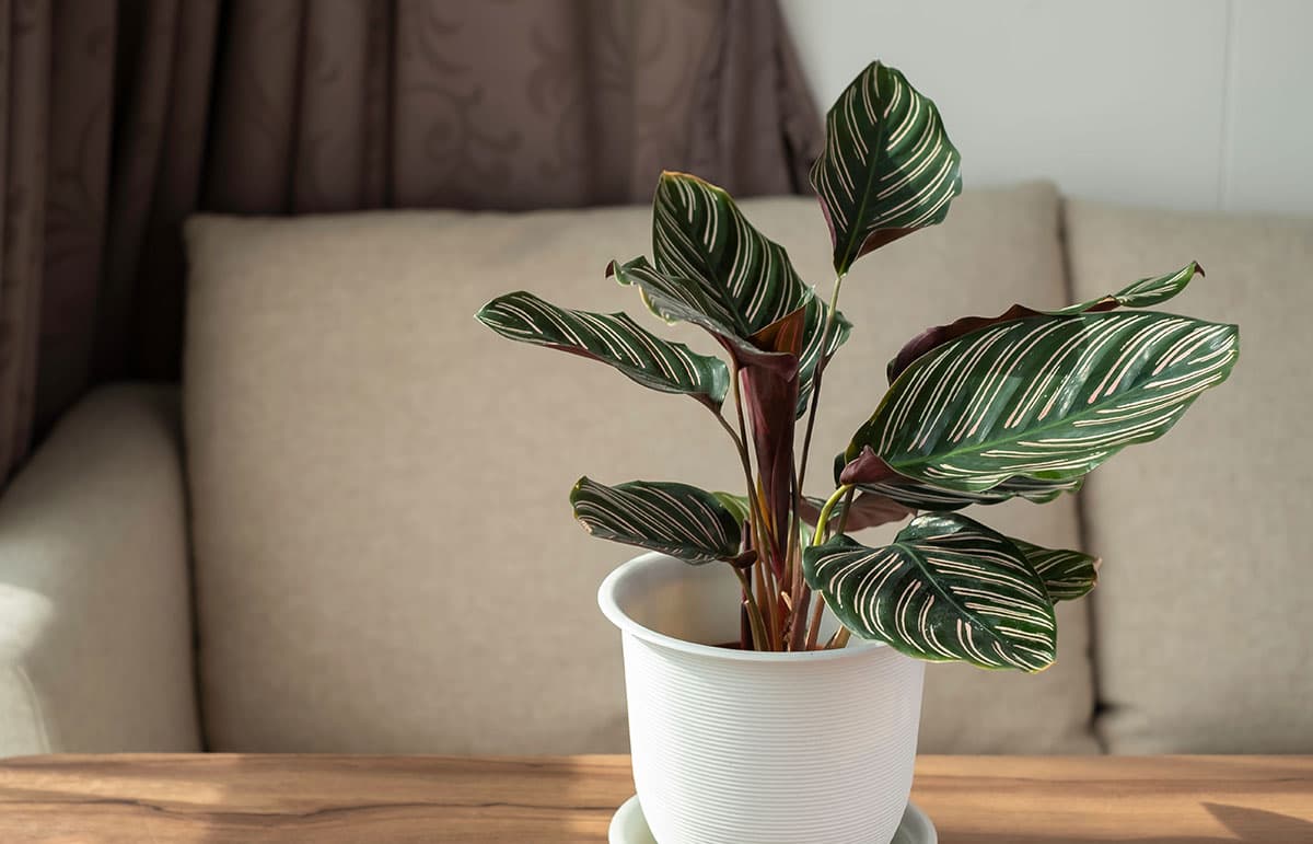 Calathea Dia de los Enamorados