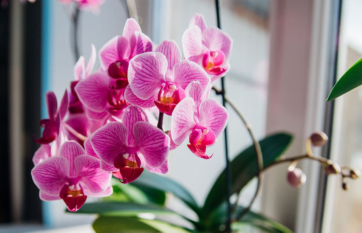 Orquídeas para San Valentin regalo