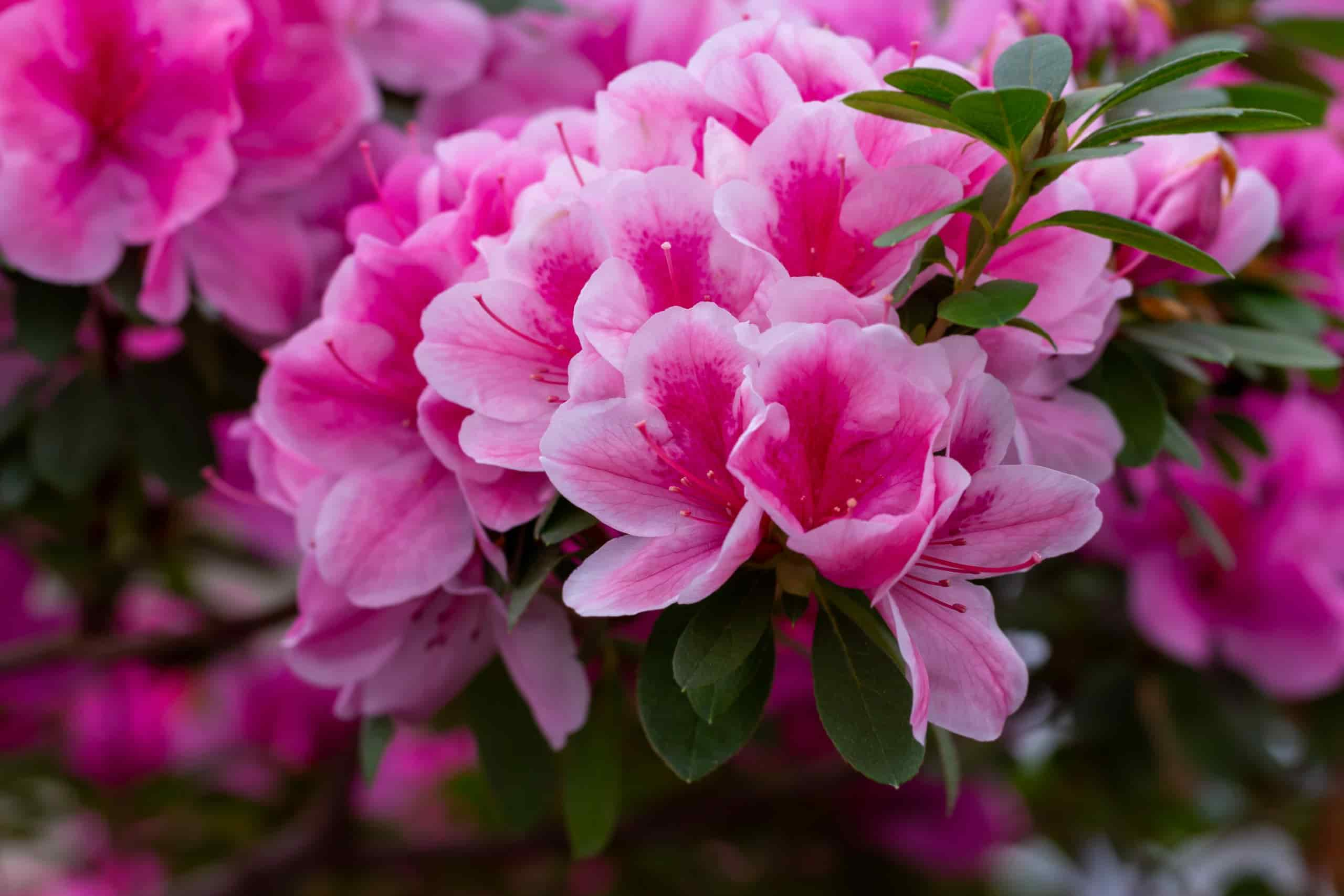 Flores de primavera