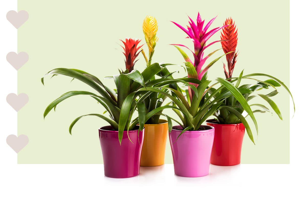 Plantas para regalar en el día de los enamorados