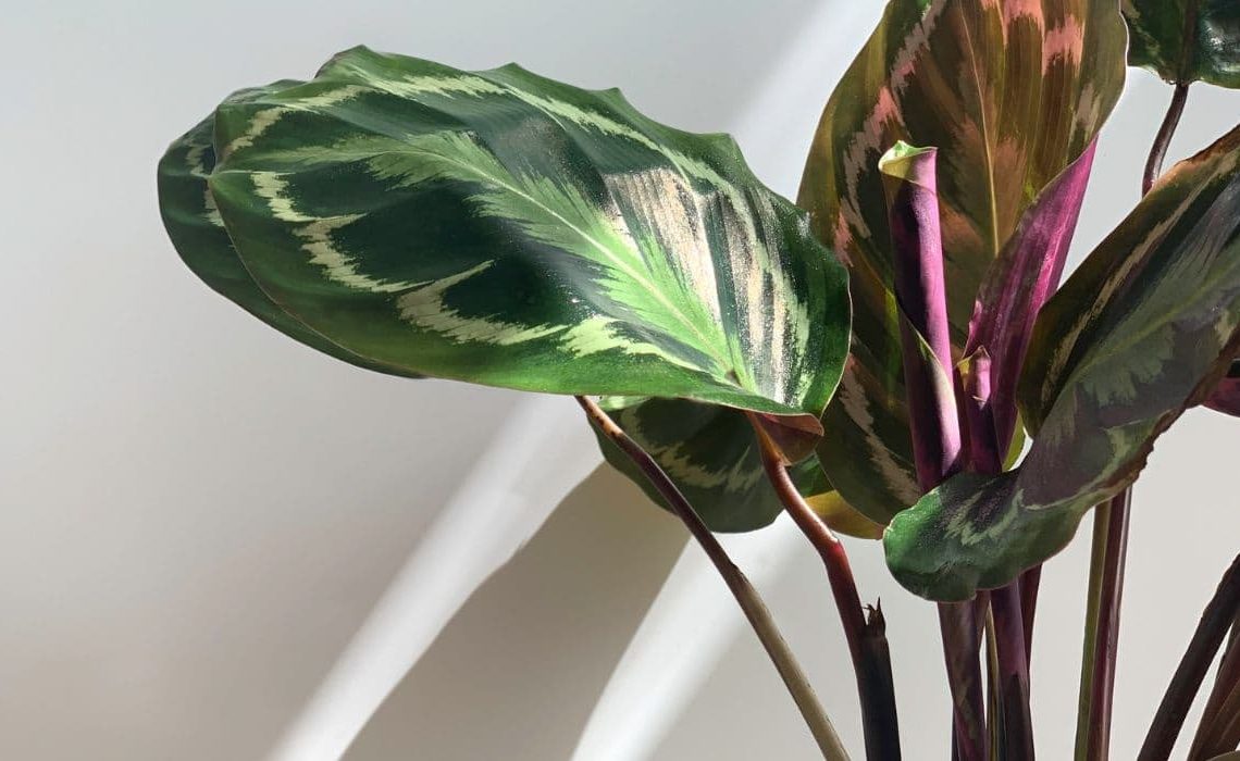 Cuidados de la Calathea: Los Imprescindibles