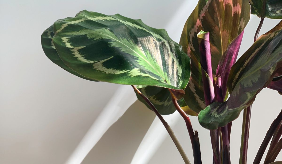 como cuidar calathea