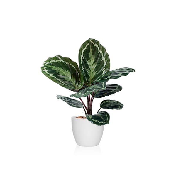 descubre los cuidados de la calathea