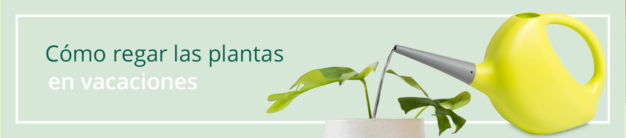 cuidados de plantas en verano