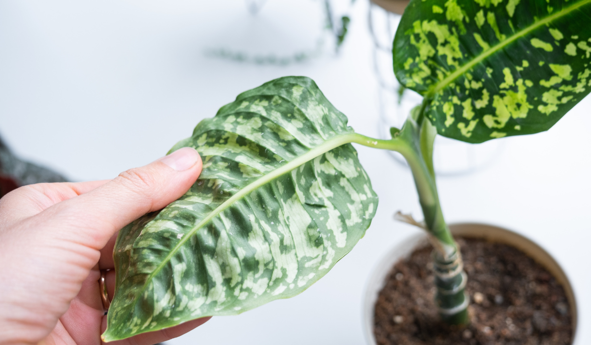 descubre como regar tus plantas en las vacaciones