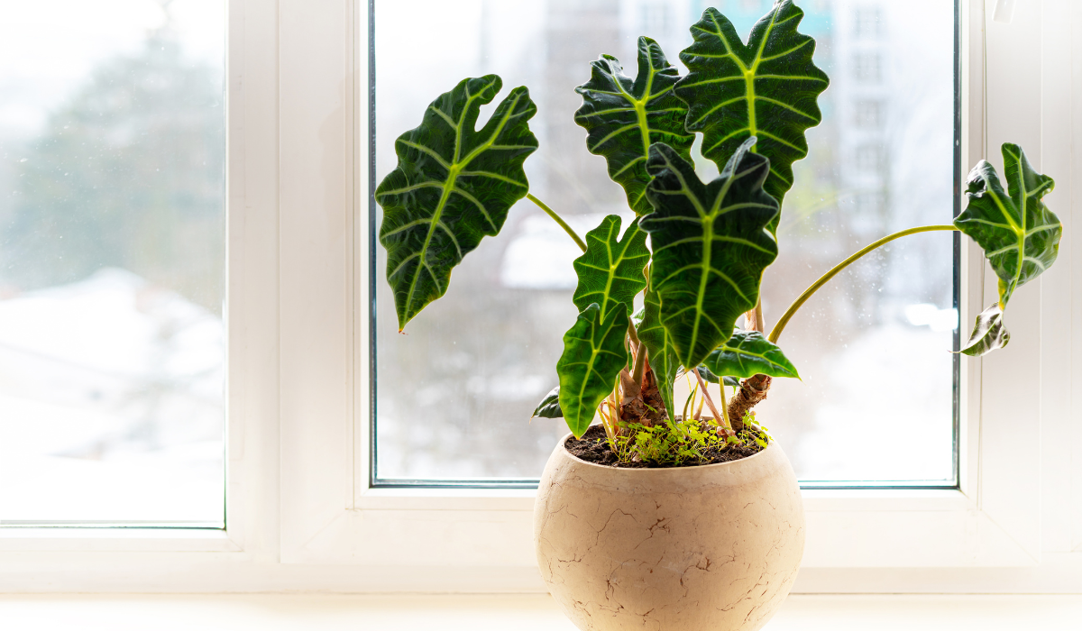 Cuidados de la Alocasia