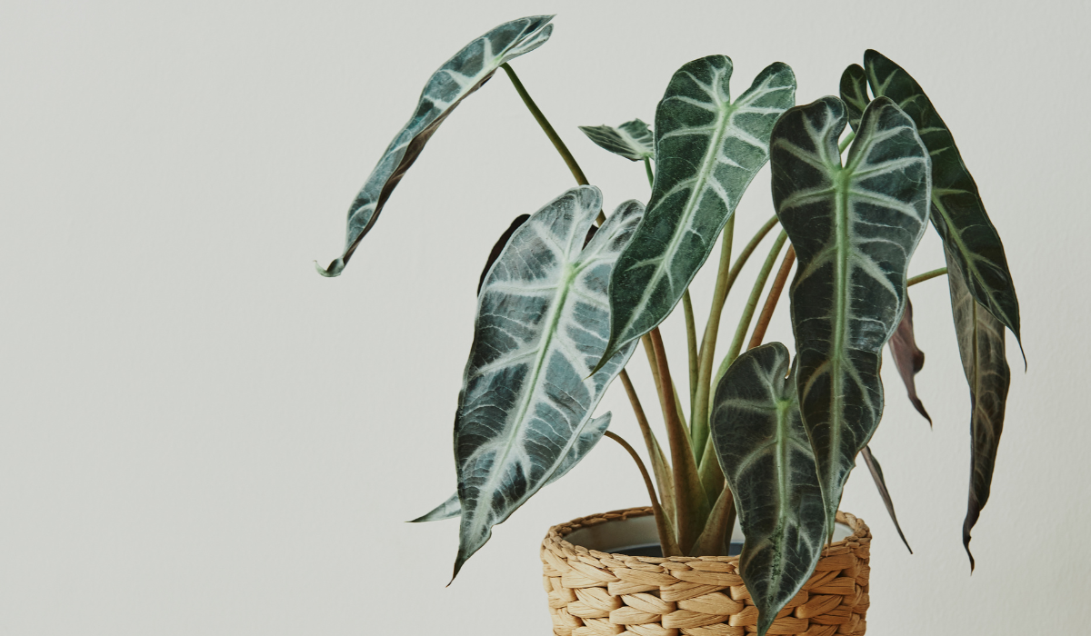 cuidados para plantas alocasia