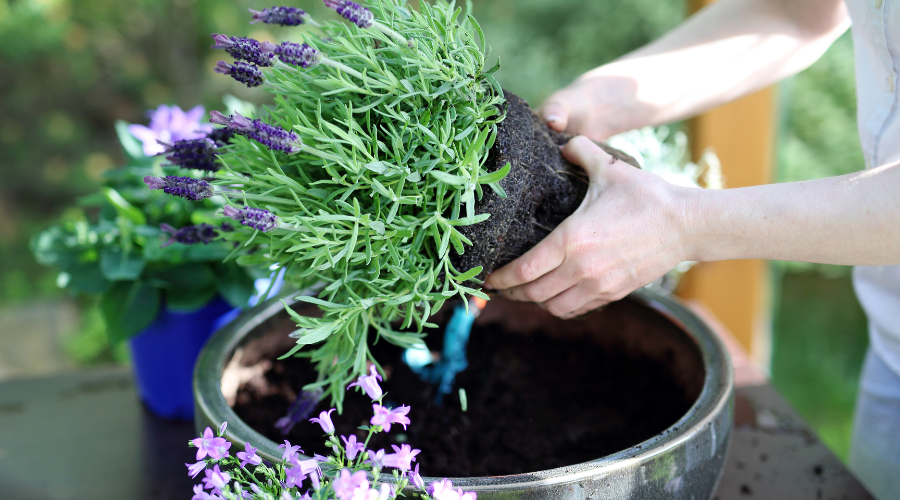 Transplanta tu lavanda para mentener el cuidado