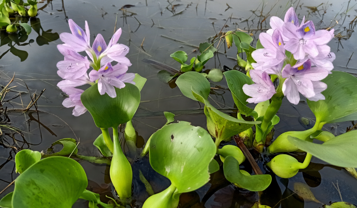 cuida tus plantas acuáticas en los estanques