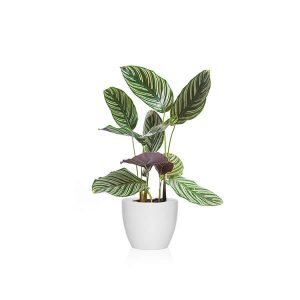 A que hora es mejor regar la calathea sanderiana